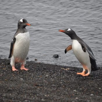 Two penguins standing on a shoreline